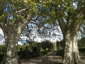 Platanes