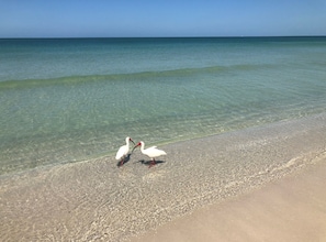 BS25539 - Enjoy the crystal clear water of the Florida Gulf Beaches
