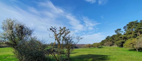 Außenbereich - Sommerweiden 