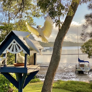 Moreton Bay Marine Park is a haven for birds