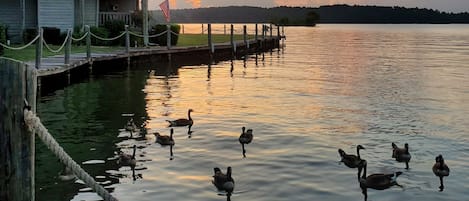 Welcome to our quiet and peaceful corner of Lake Hamilton.