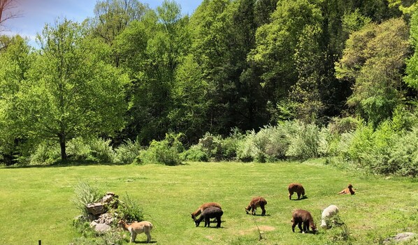 Our Alpacas