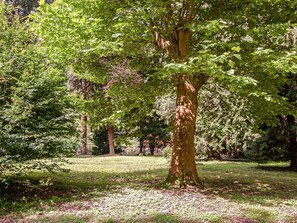 Plant, Branch, Tree, Natural Landscape, Vegetation, Trunk, Biome, Terrestrial Plant, Woody Plant, Grass