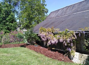 Wisteria provides shade to the terrace. Photo: Chateau de Beaulieu, Saumur.