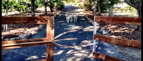 Hank and Earl greeting you at front gate!