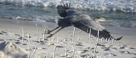 Blue Heron Paradise awaits you!