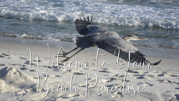 Blue Heron Paradise awaits you!