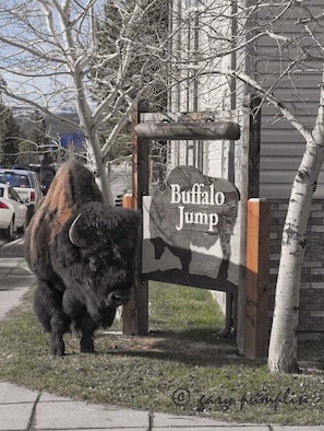 Bison @ Buffalo Jump sign