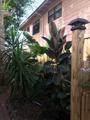 A sampling of tropical plants along the walkway 