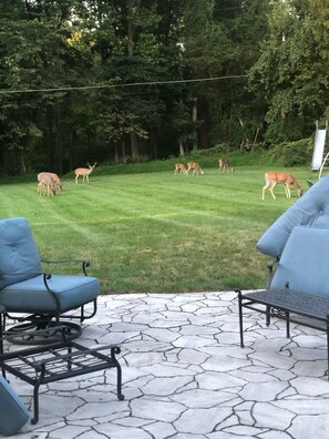 Frequent backyard guests 