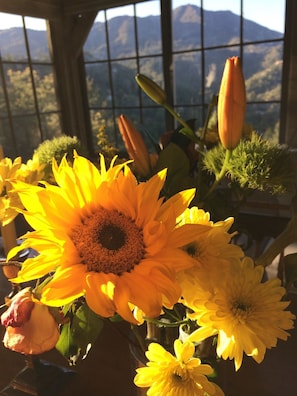 Views from the sun drenched dining room