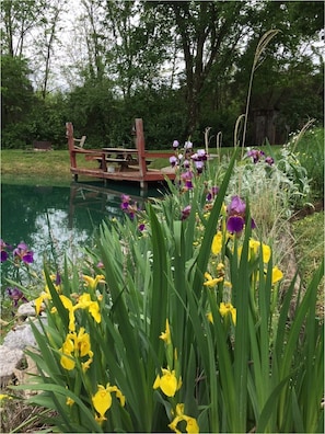 Old fashion Iris in full bloom