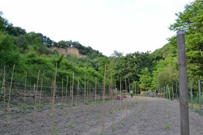 Végétation, Arbre, Lot Terre, Station De Montagne, Communauté Des Plantes, Plante, Herbe, Rue, Clôture, Paysage