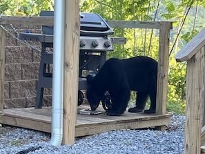 This property gets many bears, some eat the grease trap. This is Boo Boo.