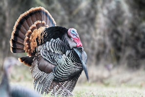 Bird pictures by Kathy Kluzek