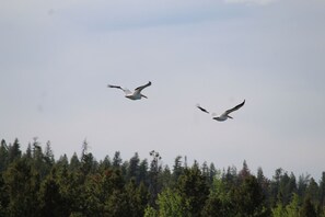 Locals flying over head 
Pelicans