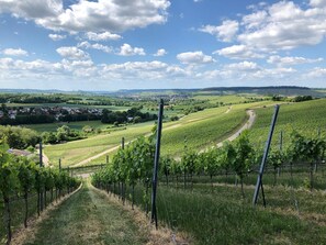 Weinberge