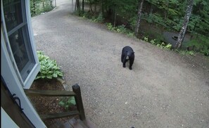 One of the local neighbors stopping by to see if we need anything.  ;-)