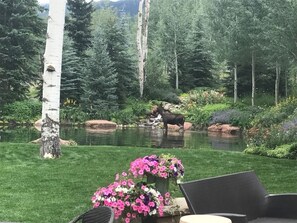 Moose are regular visitors along with bear, fox, deer and an occasional porcupin