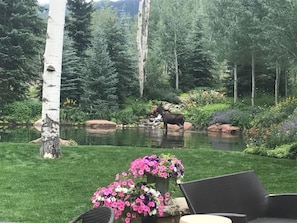 Moose are regular visitors along with bear, fox, deer and an occasional porcupin
