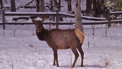 Cabin, NOT  a condo,  minutes to Resort, WiFi (ML2)