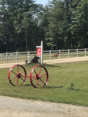 See the wildlife while sitting on the front deck.