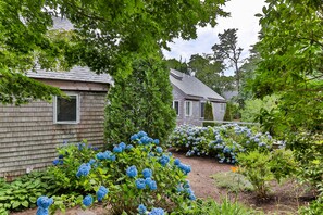 Hydrangeas bloom all summer long. 