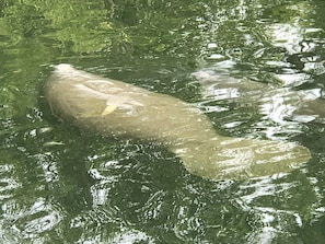 ゴルフ