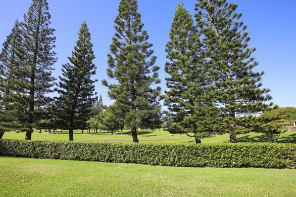 Grass, Tree, Fir, Lawn, Park