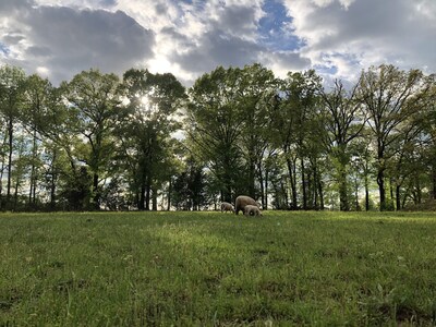 Peaceful Farm Stay at Lofton Acres