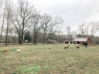 Peaceful Farm Stay at Lofton Acres