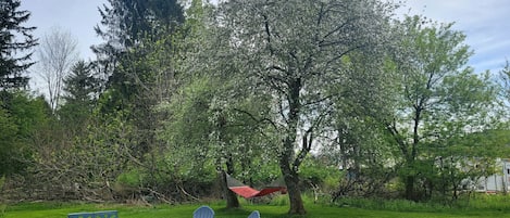 Backyard w/ firepit & hammock that may be shared if the camper is rented also