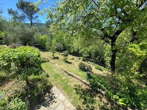 Back garden