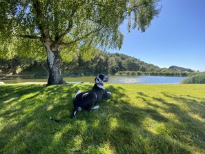 Leo, the Great Dane, at our private lake