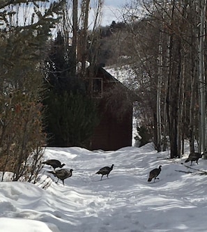 Flocks of Wild Turkeys frequent the area, especially during the winter. 