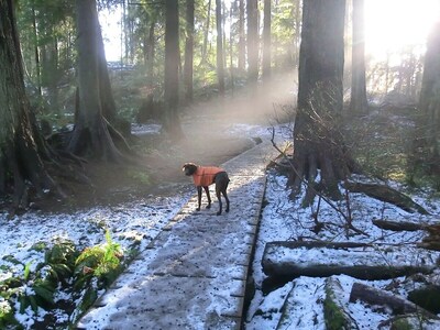 Gorgeous Deep Cove! Kayak, ski, bike, bring your dog! Explore the North Shore.