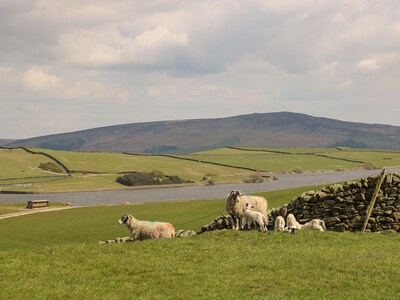 Bwythn Penfro, HAWORTH