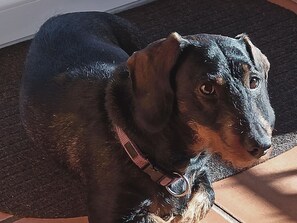 Animaux de compagnie acceptés