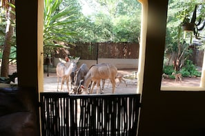Kudu's at the gate