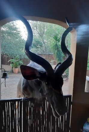 Male Kudu at the gate