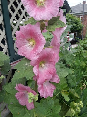 Garden Flowers