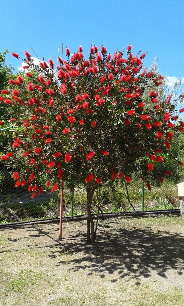 Botle brush tree in garden.