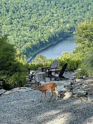Baby deer down at the fire circle :)