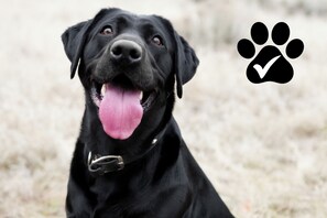 Dogs welcome!