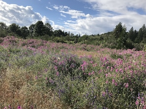 Boendeområde