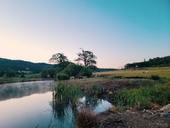 morning out by the pond