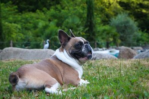 Pet-friendly