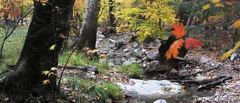 Creek at Ramsey Canyon Preserve