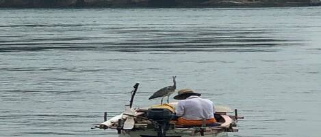 Old man and heron