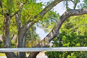 View from the patio of the magnificent live oak